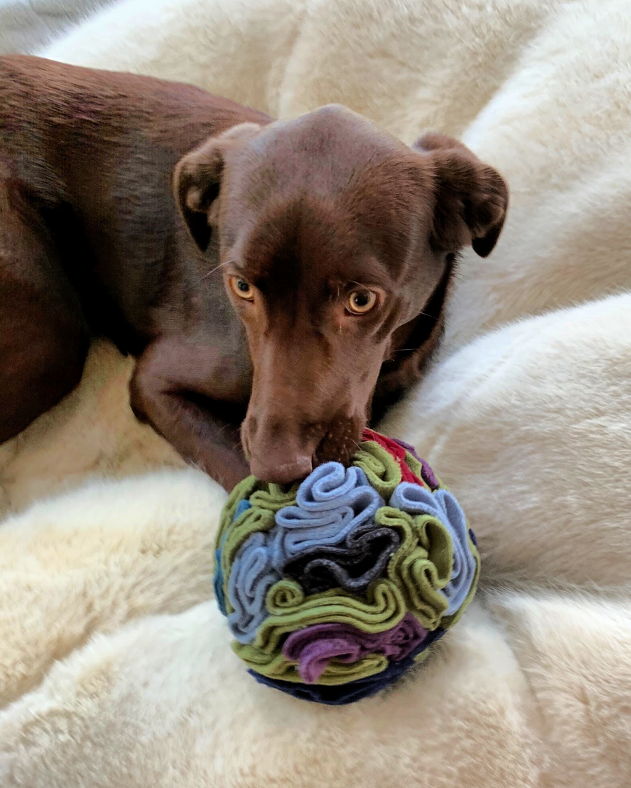 Snuffle Ball Dog Toy