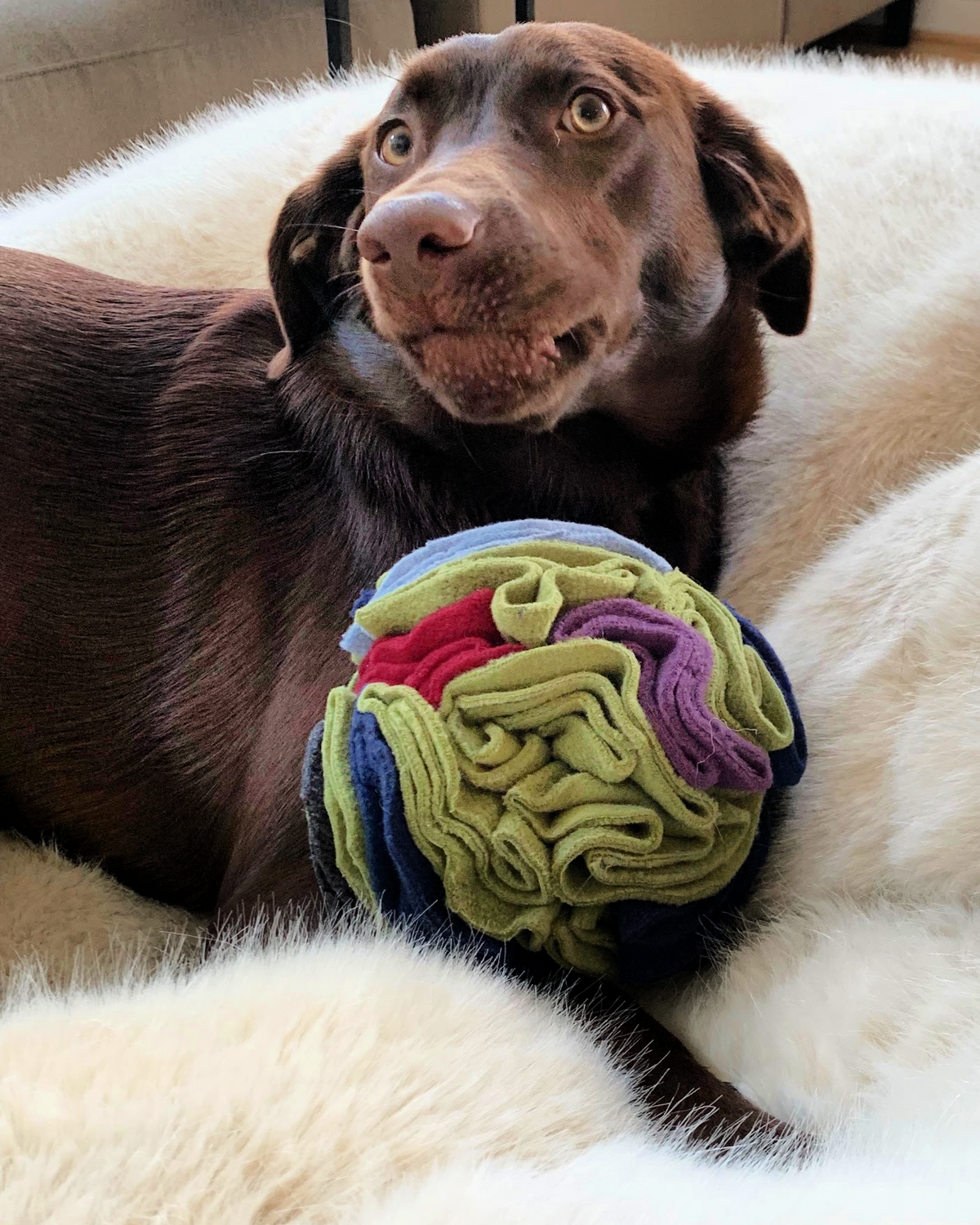 Snuffle Ball Dog Toy